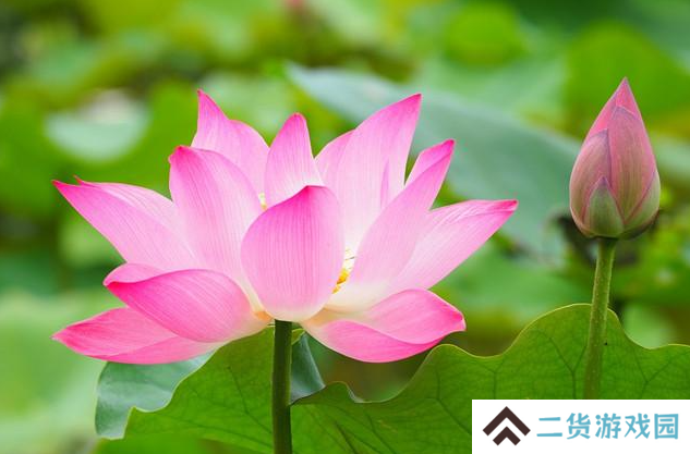 荷花的别称菡萏怎么念-荷花的别称一览