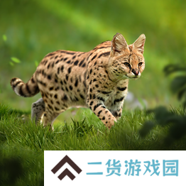野兽领主新世界异兽图鉴