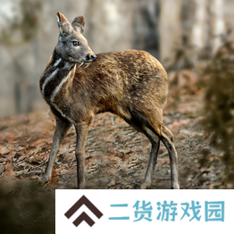 野兽领主新世界异兽图鉴