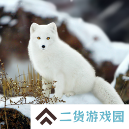 野兽领主新世界异兽图鉴