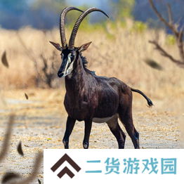 野兽领主新世界异兽图鉴