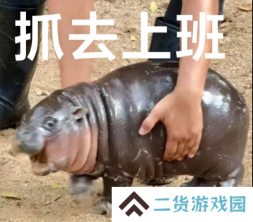 没想到吧，泰国最火的网红居然是一个“猪肘子”